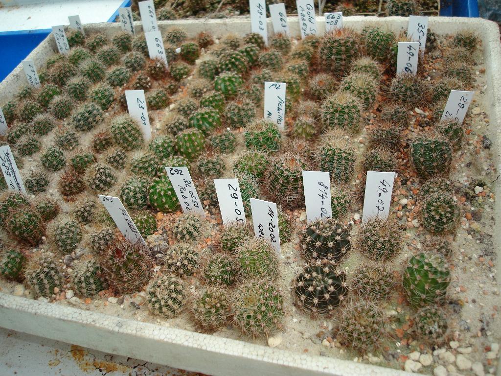 Eigene Echinopsis/Schickaufzucht9.jpg